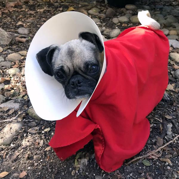 /images/uploads/pug nation rescue of los angeles/2018pugnation/entries/6249thumb.jpg